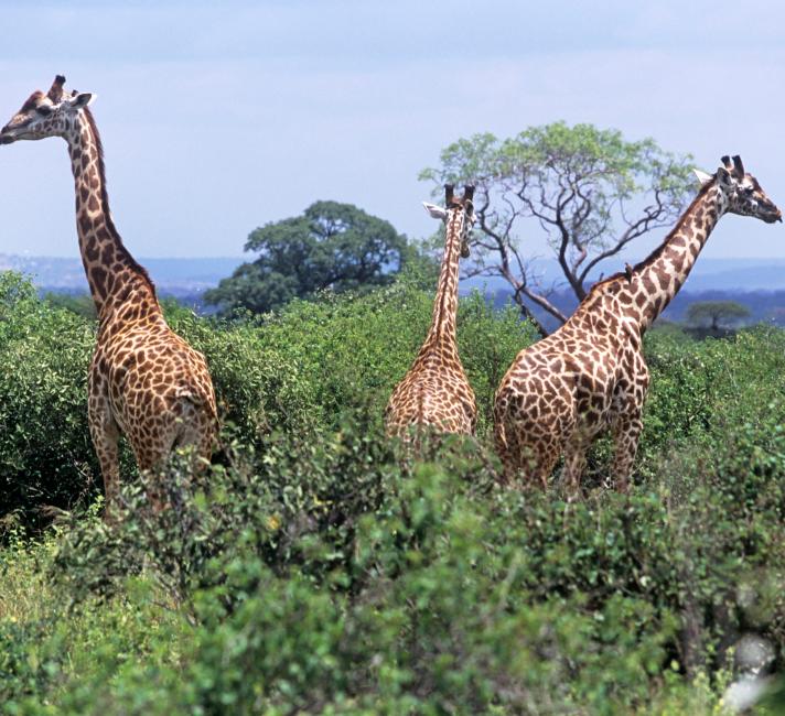 Giraffes (Giraffa camelopardalis) Tsavo East, Kenya