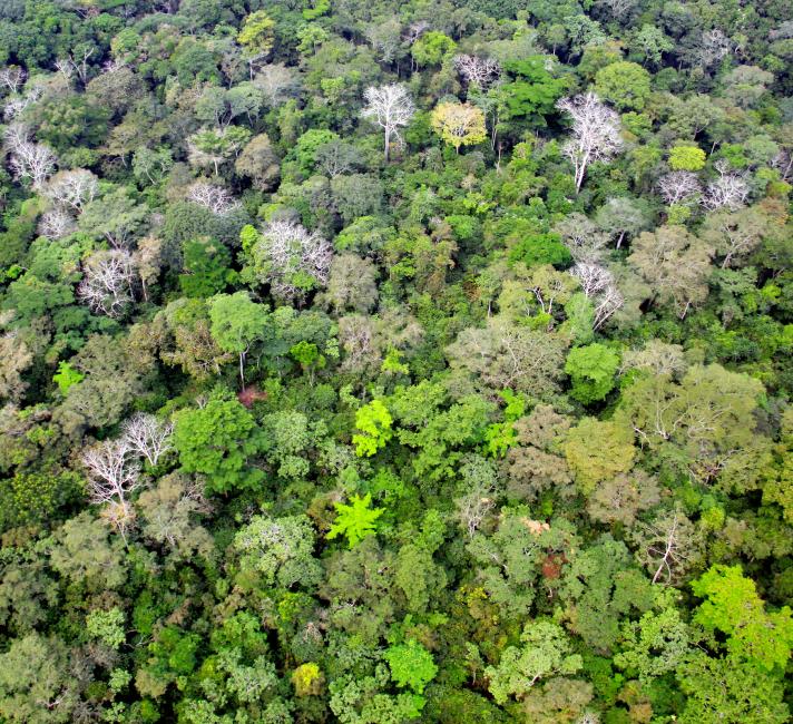 Aerial view of rainforest canopy, approaching Bayanga town, Central African Republic