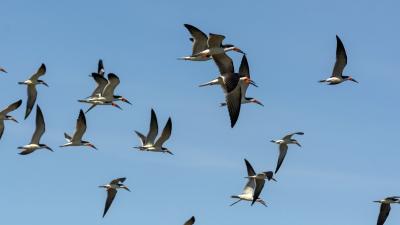 Flock of black skimmers (Rynchops niger)