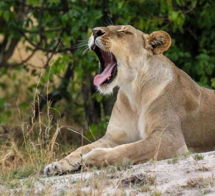 Female lion (Panthera leo) 