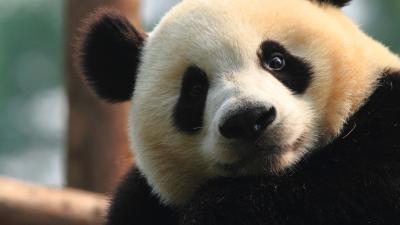 A wild Panda in China