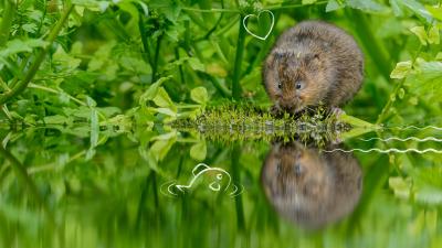 Learn to Love Nature Freshwater Theme