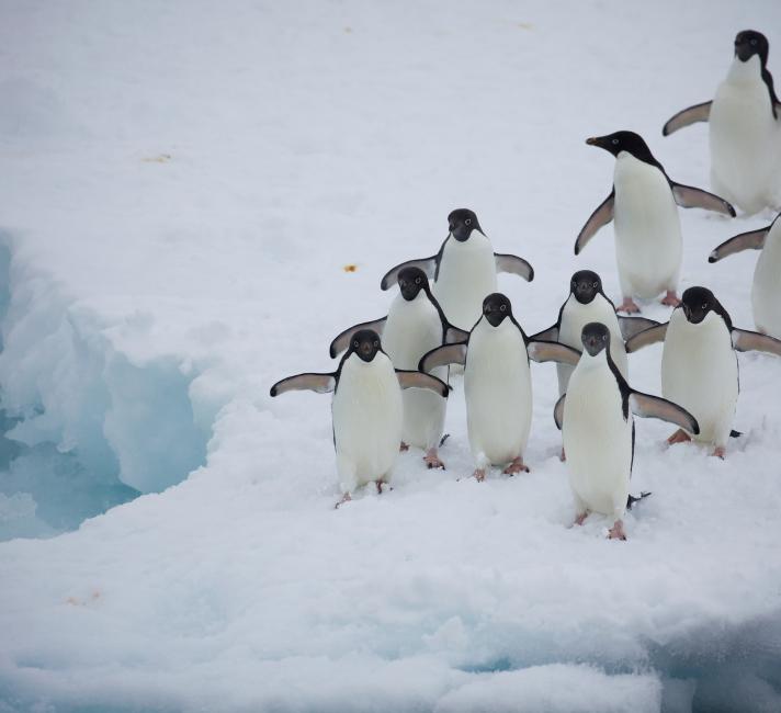 Protecting Habitats in the Antarctic | WWF