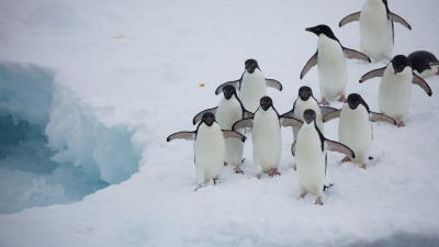 A raft of Adelie penguins (Pygoscelis adeliae) walking