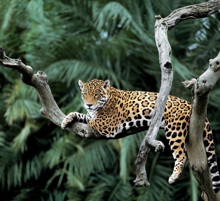 Jaguar in a tree in Pantanal