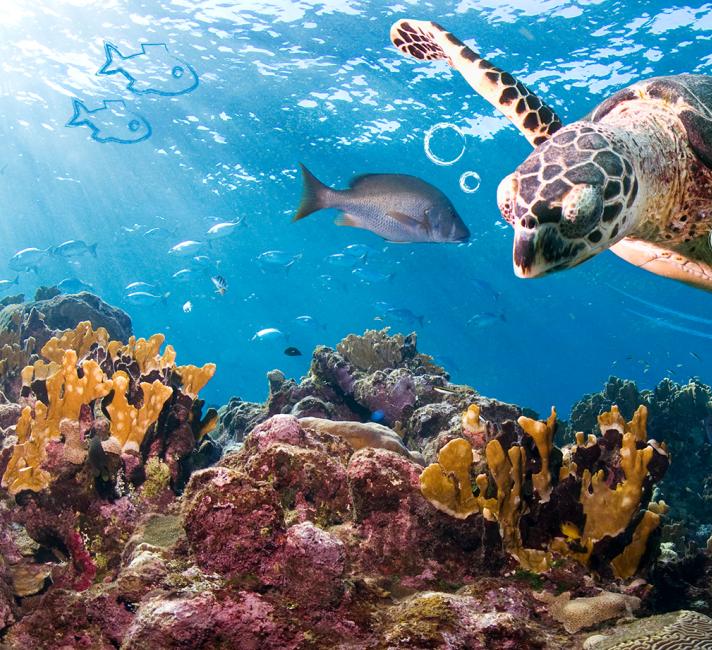 to Love Nature - Focus Oceans | WWF