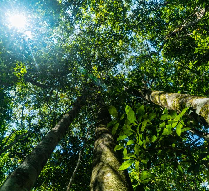 amazon forest amazon forest