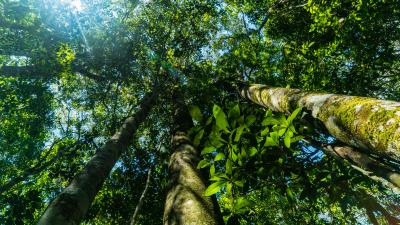 Ten Products And Ingredients That Come From Tropical Forests Wwf