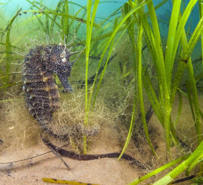 Spiny seahorse (Hippocampus guttulatus) female in a meadow of seagrass. 
