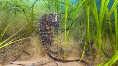 Spiny seahorse (Hippocampus guttulatus) female in a meadow of seagrass.