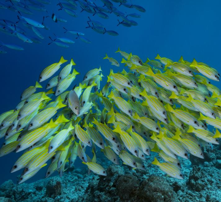 Seabed, coral reefs, Indian Ocean