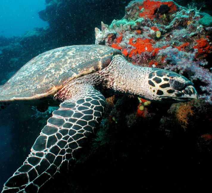 Eretmochelys imbricata, Hawksbill turtles live on coral reefs where their favourite food, sponges, are most plentiful. Fiji