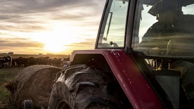 Cattle on the Miles family estate are managed using an approach called Voisin’s Rational System. 