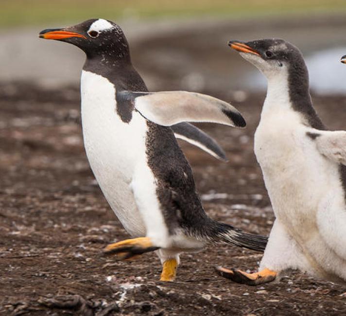 A waddle of gentoo penguins