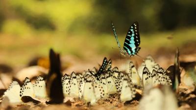 Various butterfly in a clearing in Messok-Dja National Park