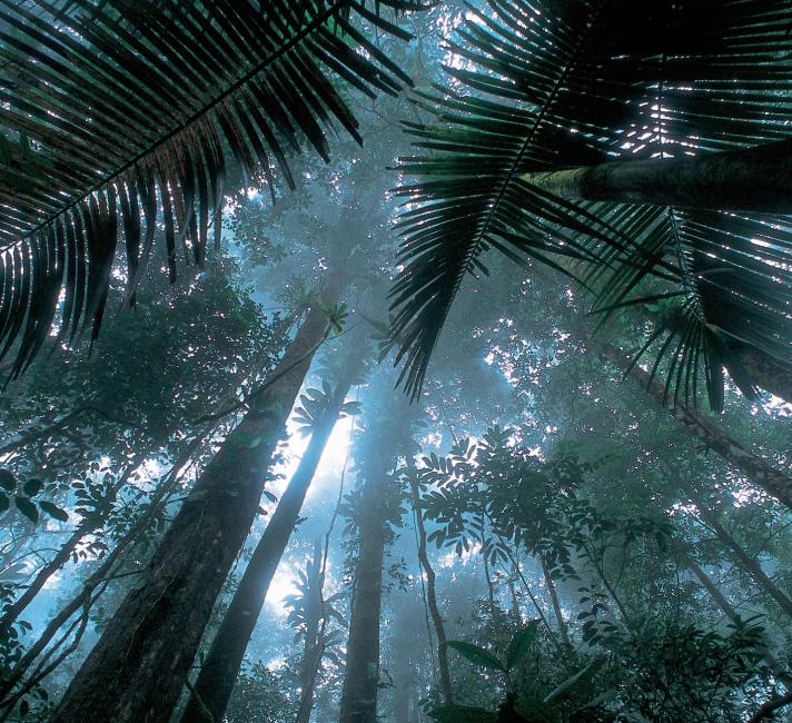 Matécho forest near Saül in the center of French Guiana