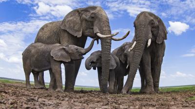 frican elephants (Loxodonta africana) at a waterhole