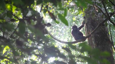 Western lowland gorilla, Dzanga-Sangha Special Reserve, Central African 