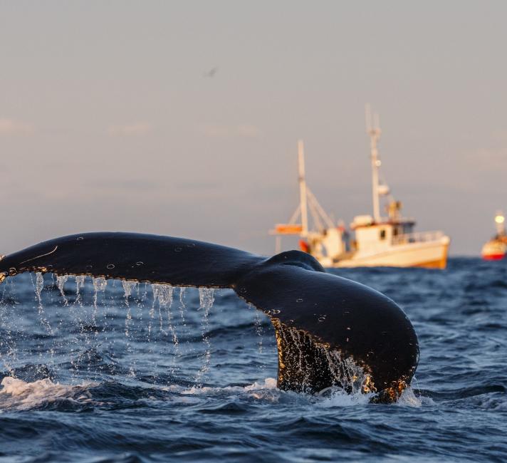 Humpback whale (Megaptera novaeangliae) fluke with fishing boats in background