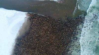 Pacific walruses-Arctic sea