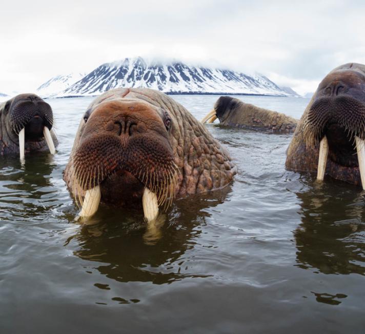Atlantic walruses (Odobenus rosmarus rosmarus) hanging out in shallow water