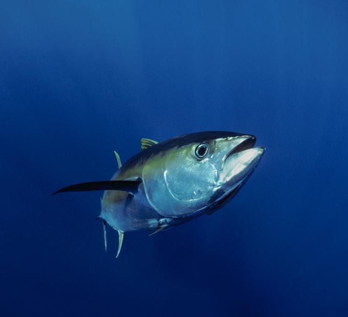 Giant Yellowfin Tuna (Thunnus albacares), Mexico, Pacific Ocean.