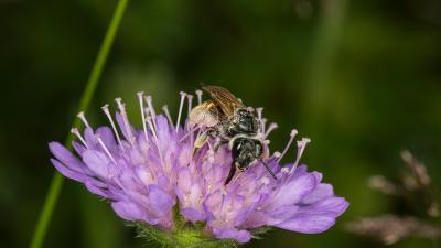 Large Scabious Mining-bee