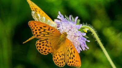 Silver-washed fritillary
