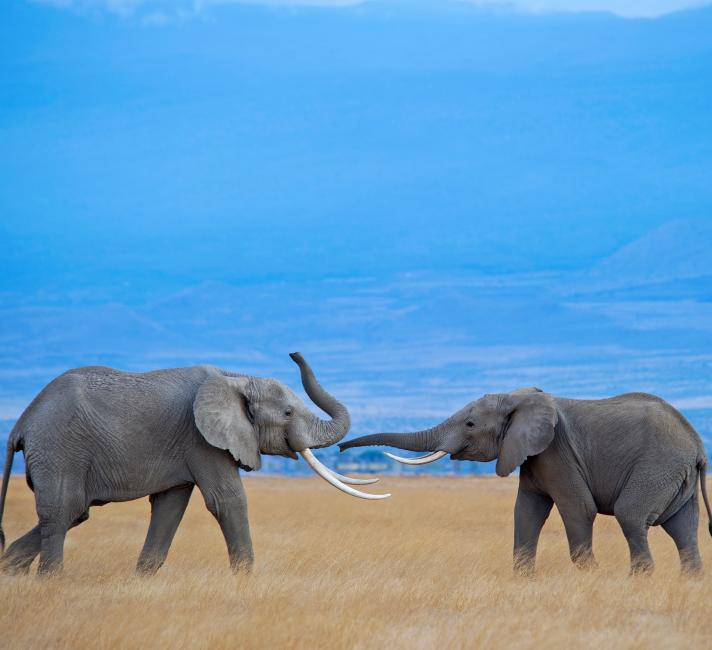 A pair of bull elephants A pair of bull elephants