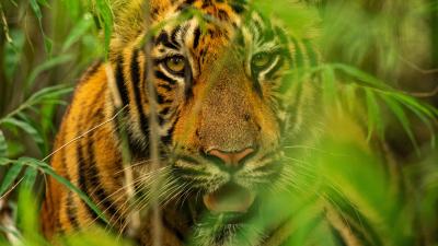 Tiger photographed at Tadoba Andhari Tiger Reserve, India. 