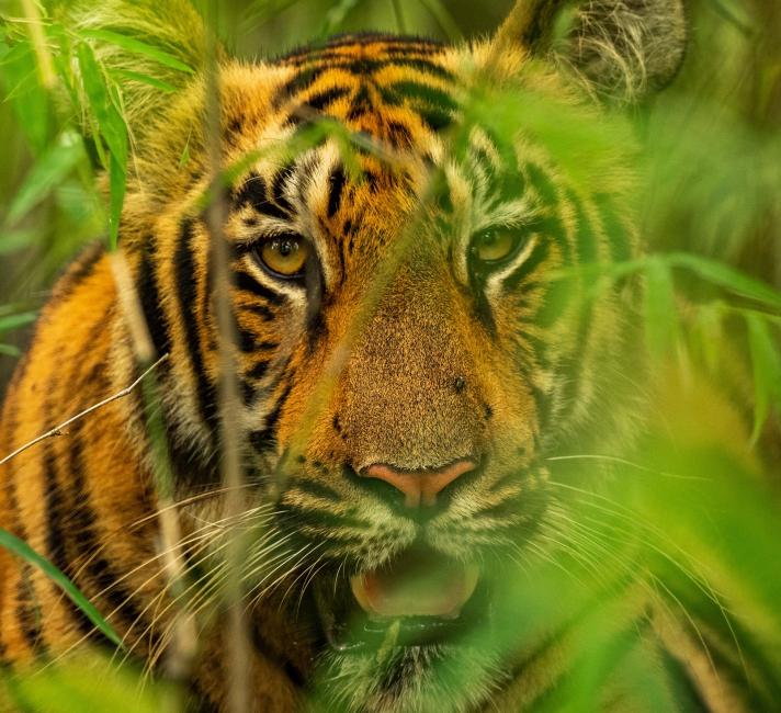 Tiger photographed at Tadoba Andhari Tiger Reserve, India. 