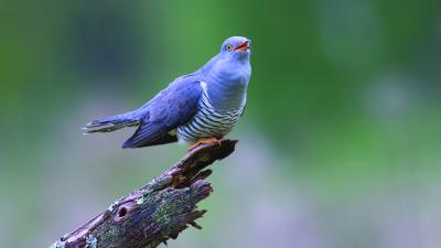 Cuckoo