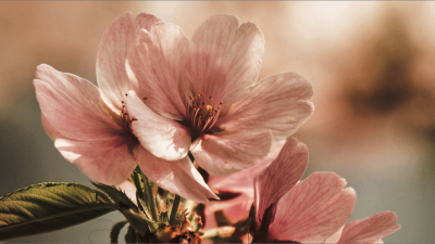 Floral Background