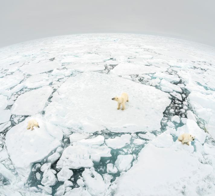 Polar Bears on Ice Sheet