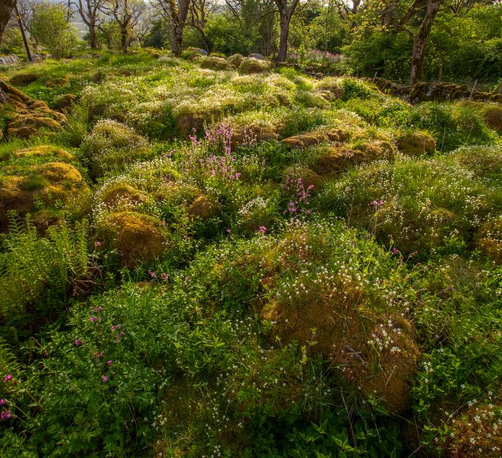 Limestone pavement Where limestone pavement has been allowed to regenerate, plant life grows and the landscape in the Wild Ingleborough project site moves towards a wilder, more natural state.
