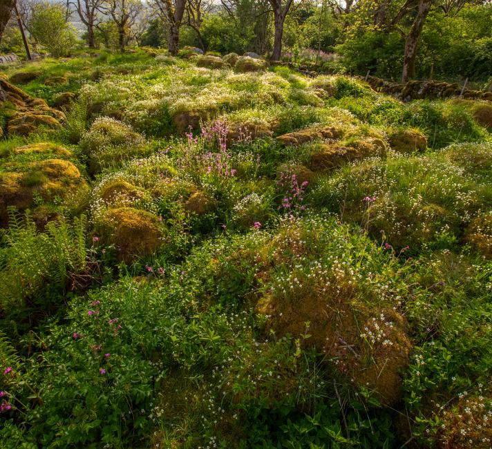 Where limestone pavement has been allowed to regenerate, plant life grows and the landscape in the Wild Ingleborough project site moves towards a wilder, more natural state.