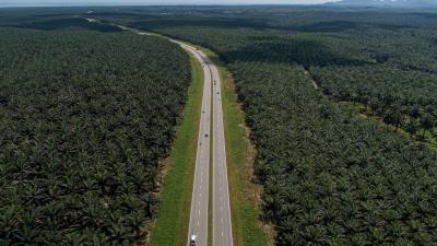 Motorway through Sawit Kinabalu oil palm plantation in Tawau, Sabah,