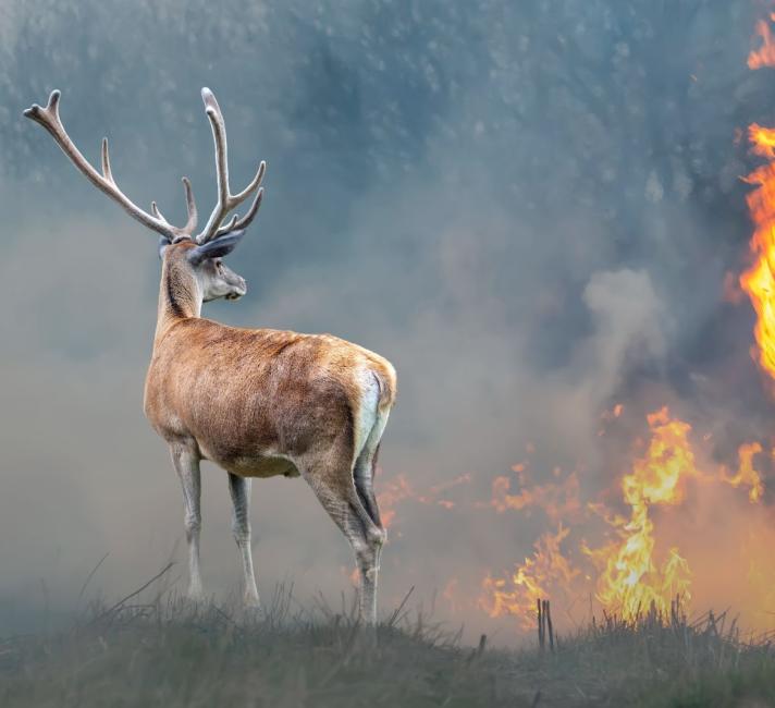 Deer near flames