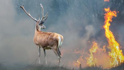 Deer near flames