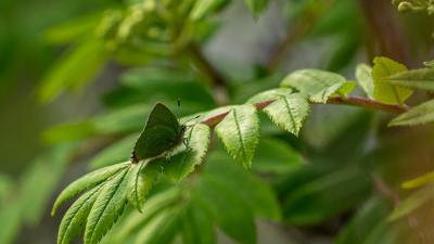 Green hairstreak butterfly on a leaf during a butterfly transect on the limestone pavement on the Wild Ingleborough site. 