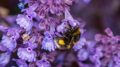Small garden bumblebee