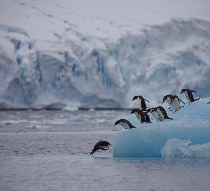 Group of gentoo penguins (Pygoscelis papua) diving off iceberg, Antarctic Peninsula