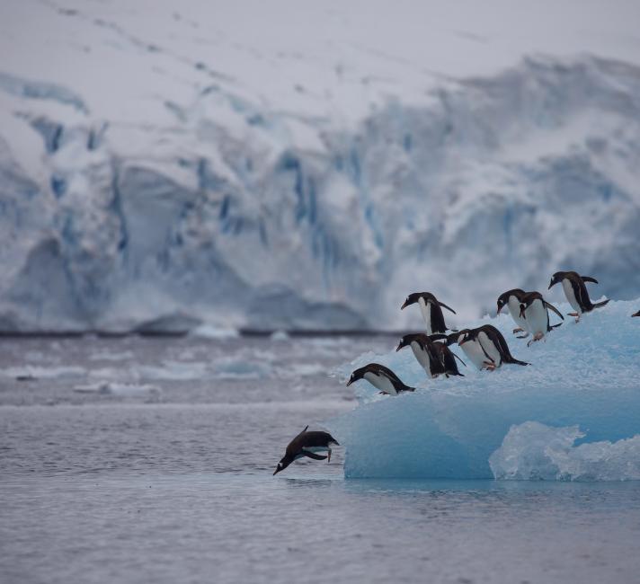 Group of gentoo penguins (Pygoscelis papua) diving off iceberg, Antarctic Peninsula Group of gentoo penguins (Pygoscelis papua) diving off iceberg, Antarctic Peninsula