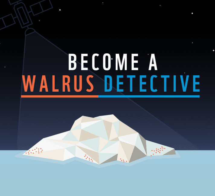 Walrus from Space