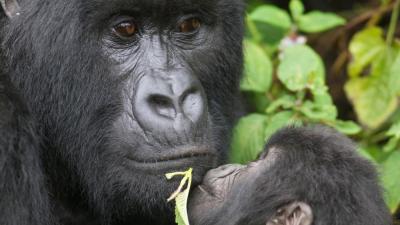 Silverback gorilla (Gorilla beringei beringei) and infant, Virunga Mountains, Rwanda, Africa 