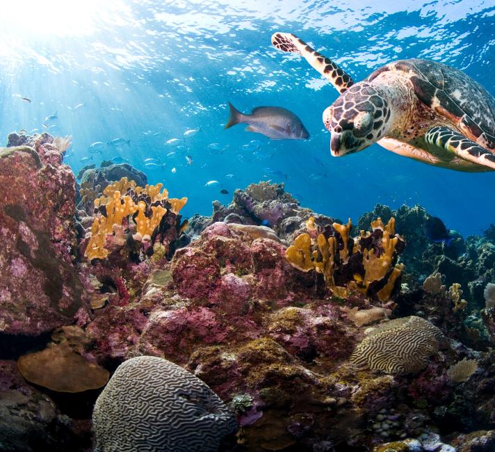 Hawksbill turtle Hawksbill turtle
