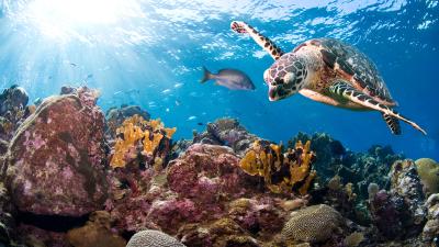 Hawksbill turtle