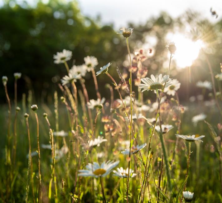 Wildflower meadow