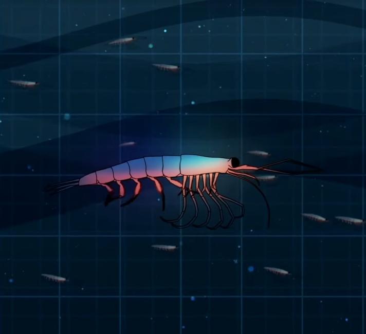 Antarctic Krill