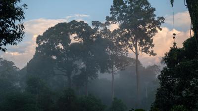 Views of the jungle canopy at sunrise from the canopy walk at Rainforest Discovery Centre at Sepilok, Borneo on 26 March, 2019.
